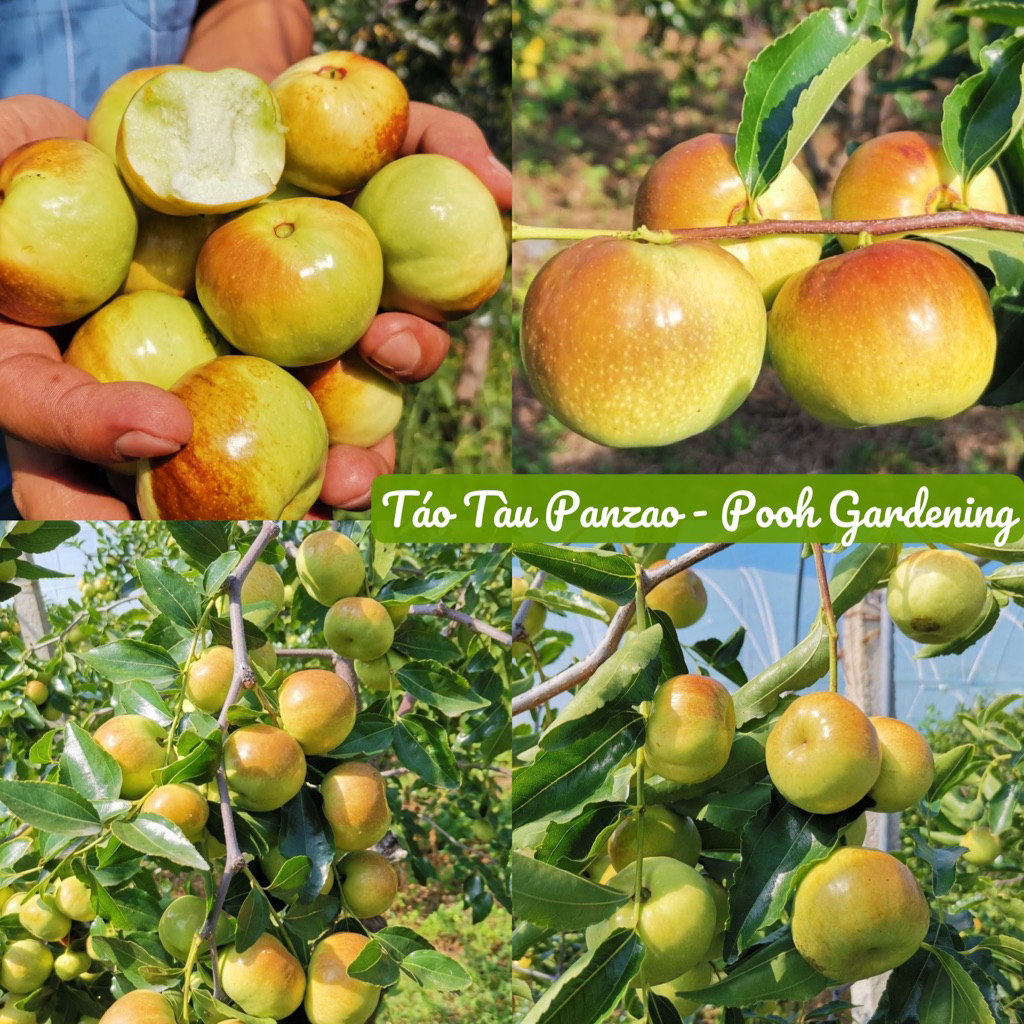 TRANG TRÍ VƯỜN VỚI TÁO MOON LIGHT, PANZAO, JUWANG, HOÀ ĐIỀN