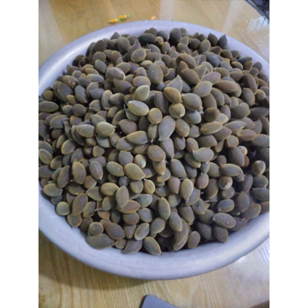 500gr say rừng kbang