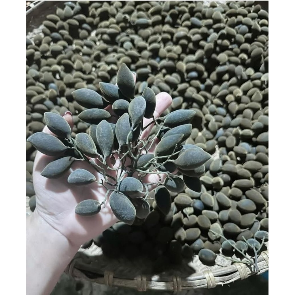 500gr say rừng kbang