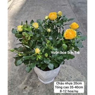 (VHST giao trong ngày) CÂY HOA HỒNG HÀ LAN, hoa vàng, đang hoa.