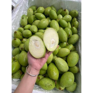 Xoài Bao Tử Giòn Chua Non - Tặng kèm nước chấm thần thánh