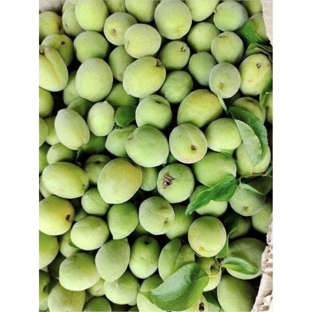 ​Quả Mơ Tươi Sơn La (Mơ Má Đào - Mơ Lông) - Mơ Ngâm Đường, Ngâm Tửu Chuẩn Vị Tây Bắc [Giao Hỏa Tốc]