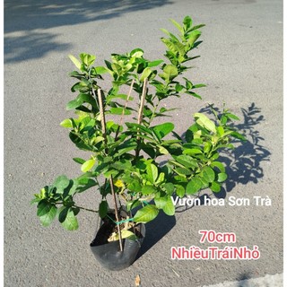 (VHST giao trong ngày) CÂY CHANH VÀNG MỸ đang trái.