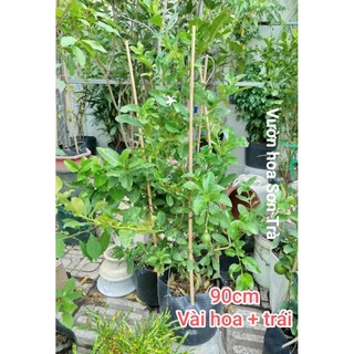 (VHST giao trong ngày) CÂY CHANH VÀNG MỸ đang trái.