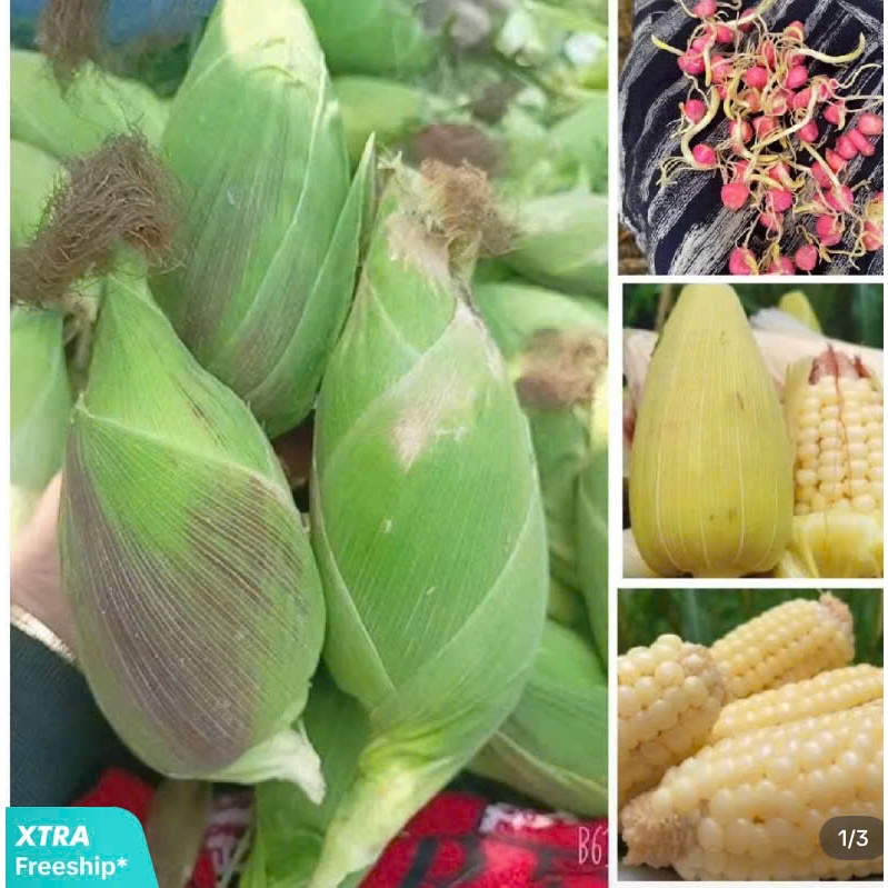 Hạt giống bắp nếp nù dẻo mềm --gói 1KG-ngô nếp nù