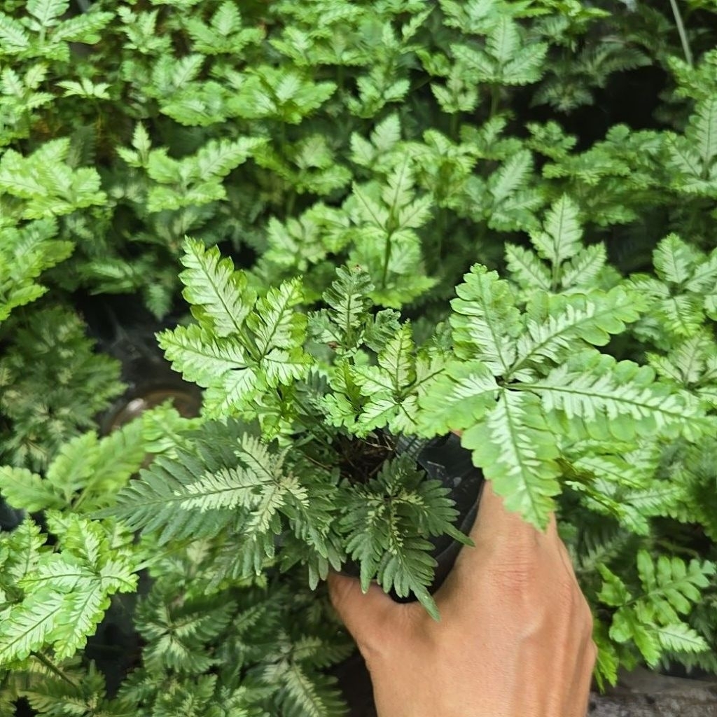 dương sỉ cẩm thạch