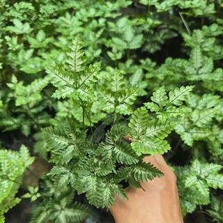 dương sỉ cẩm thạch
