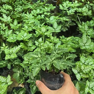 dương sỉ cẩm thạch
