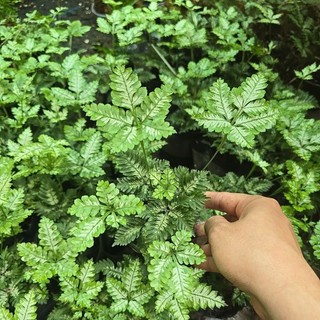 dương sỉ cẩm thạch
