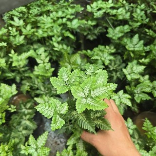 dương sỉ cẩm thạch