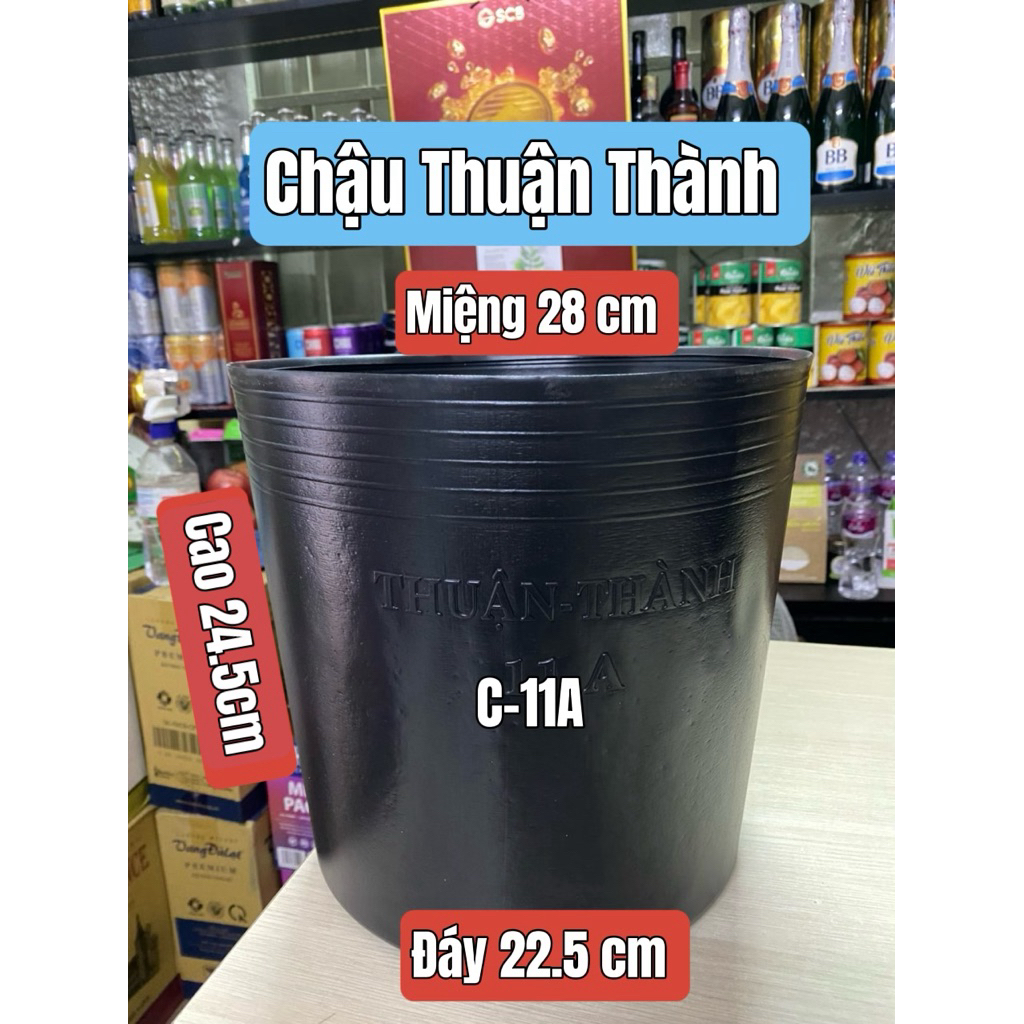 [Combo 50cái] Chậu C11A đen Thuận Thành