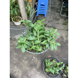 hoa lan phi điệp tím 5ct phú thọ thuần chậu