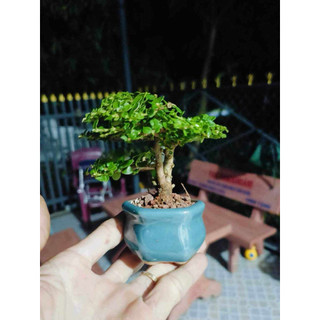 Sét 12 chậu mini sen đá nhiều mẫu ngẫu nhiên