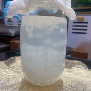 Nấm Kefir Dừa Men Sống Siêu Lợi Khuẩn Làm Nước Dừa Có Gaz- Lên Men B ia Dừa Tự Nhiên - Hết Táo Bón, Tốt Cho Sức Khoẻ