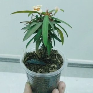 xương rồng bát tiên mini Nhật