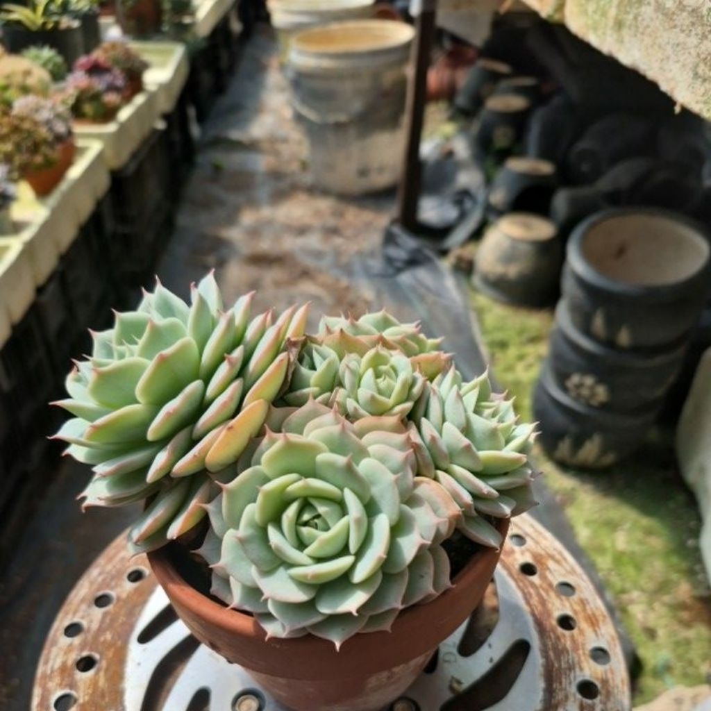 sen đá cổ thụ lô la xanh Đà Lạt