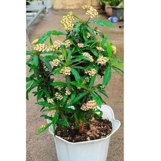 xương rồng bát tiên mini Nhật