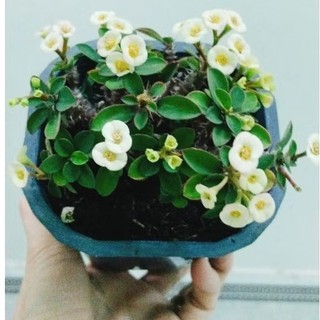 xương rồng bát tiên mini Nhật