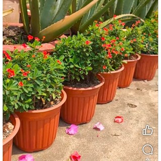 xương rồng bát tiên mini Nhật