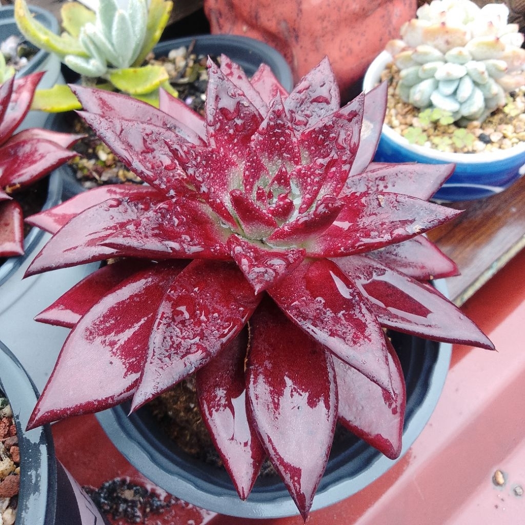 Hoả đế Agavoides Romeo Rubin
