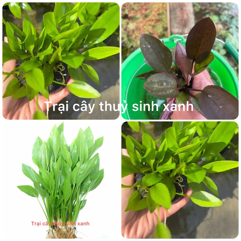 3 khóm cây lan nước ( 1 khóm có từ 2 cây đổ lên  ) thủy sinh dễ trông, dễ sống không cần C02 cây thu