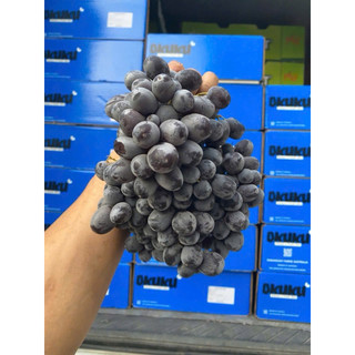 Hộp 500g - NHO ĐEN ÚC NHẬP KHẨU