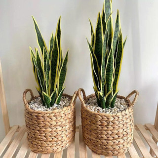 Giỏ lục bình đựng các loại vật dụng, trang trí nhà cửa, giỏ đựng đồ đa năng, giỏ quần áo, giỏ cói, decor, đựng sách vở