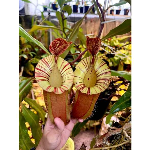 Cây nắp ấm N. (Viking x ampullaria red) x veitchii pink