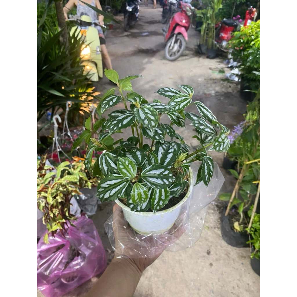 Cây Gấm lá bạc ( Gấm hương) - Pilea cadierei- có màu lá đẹp