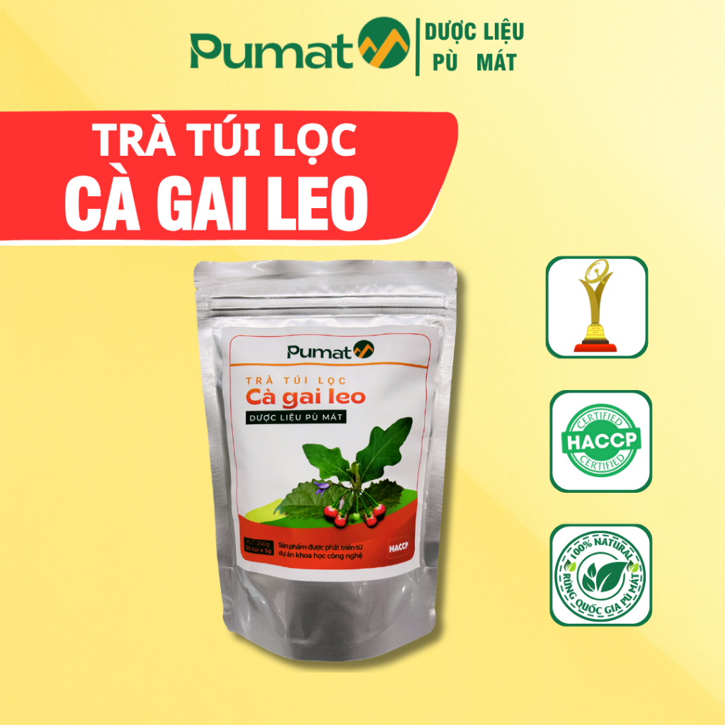 Trà Cà Gai Leo Túi Lọc Dược Liệu Pù Mát nguyên liệu Rừng Quốc Gia Pù Mát