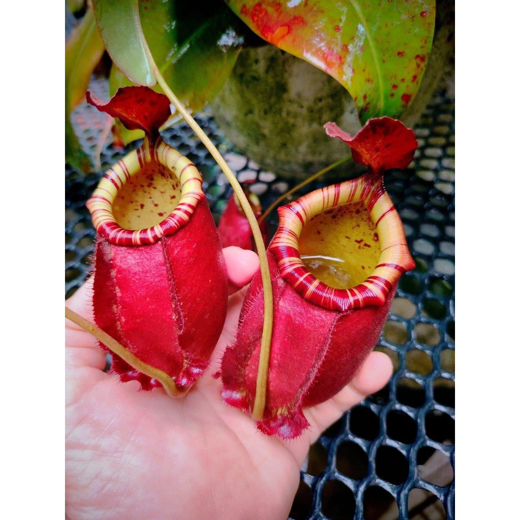 Cây nắp ấm N. (Viking x Ampullaria red) x Northiana