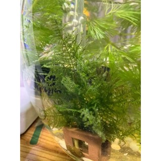 Rêu vỉ JAVA Moss thủy sinh không cần co2, dán lũa tạo dáng nhiều layout