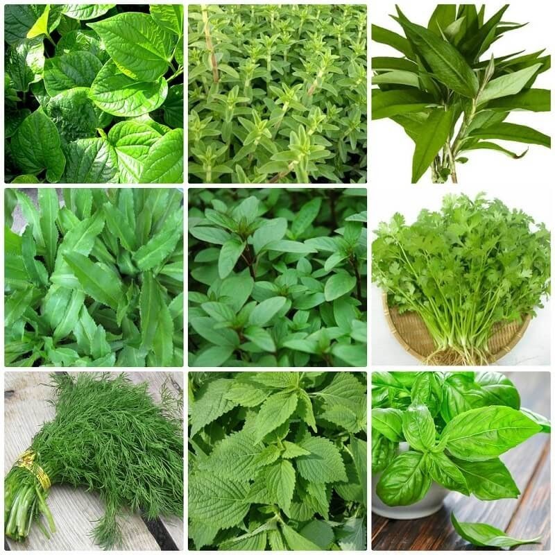 Hạt Giống Gia Vị, Đa Dạng, Dễ Trồng, Phù Hợp Trồng Quanh Năm - Rạng Đông Seed