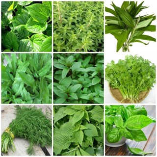 Hạt Giống Gia Vị, Đa Dạng, Dễ Trồng, Phù Hợp Trồng Quanh Năm - Rạng Đông Seed