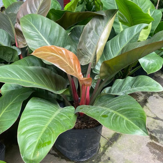 Trầu bà Đế Vương cây lớn nhiều màu cao 50cm
