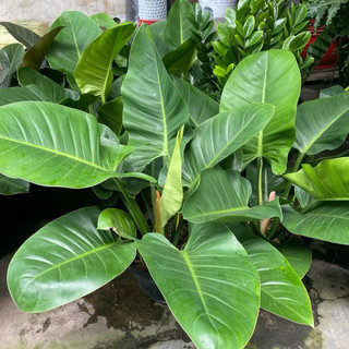 Trầu bà Đế Vương cây lớn nhiều màu cao 50cm