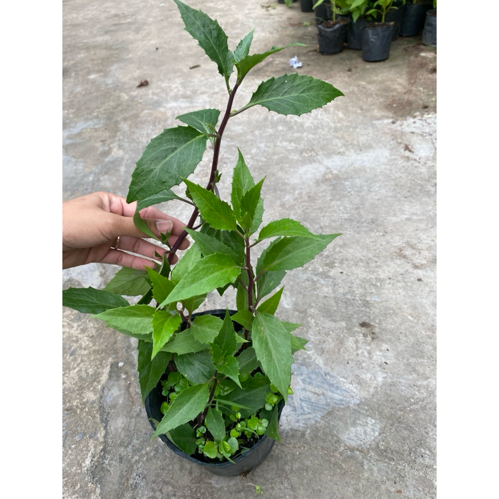 Chậu rau lủi rừng( rau rừng Gia Lai)