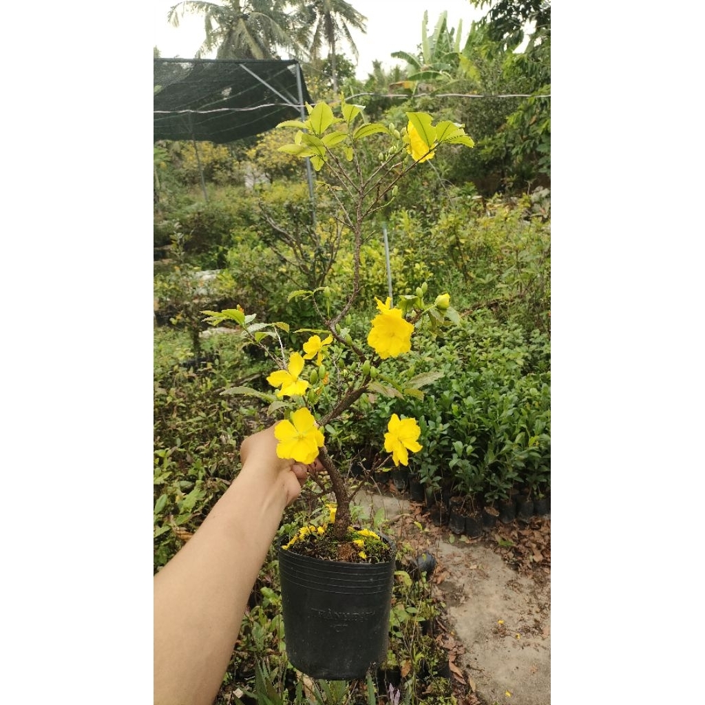 Chậu cây mai vàng chơi tết C6 2026