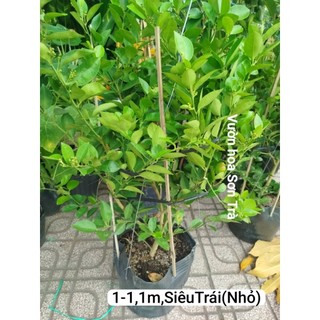 (VHST giao trong ngày) Cây CHANH GIẤY Bến Tre đang hoa.