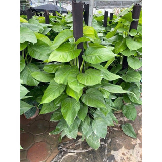 Cây trầu bà leo cột