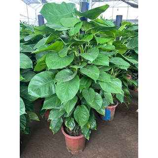 Cây trầu bà leo cột