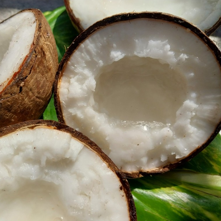 Dừa sáp bi kingcoco (Đặc sản Trà Vinh)