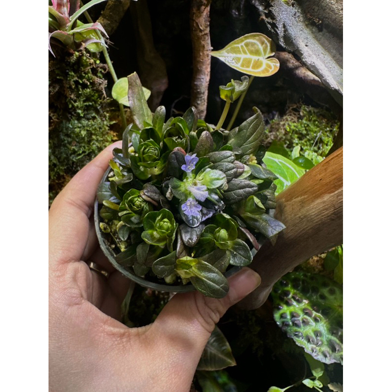 Ajuga Reptans ráy terrarium- bán cạn - vivarium