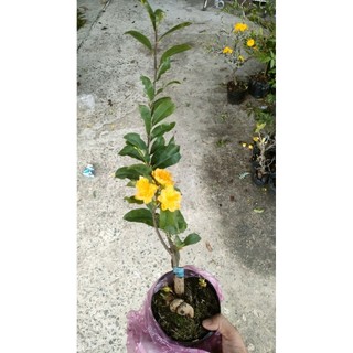 Chậu mai cúc cam đổi màu ( cao 25 - 50cm )