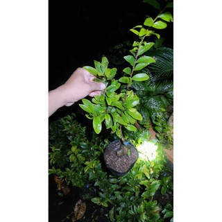 Chậu mai cúc cam đổi màu ( cao 25 - 50cm )