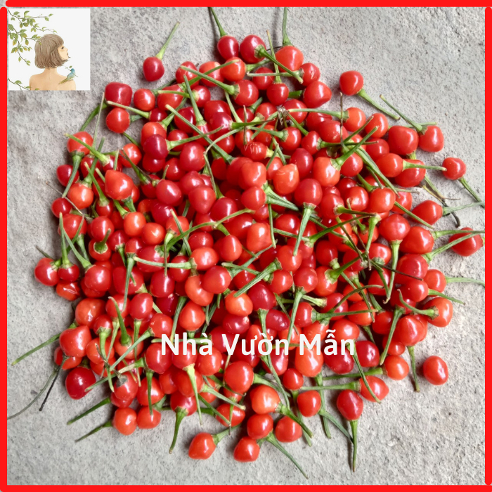 20 Trái (+tặng thêm 5 trái) Ớt Chiltepin Siêu Cay