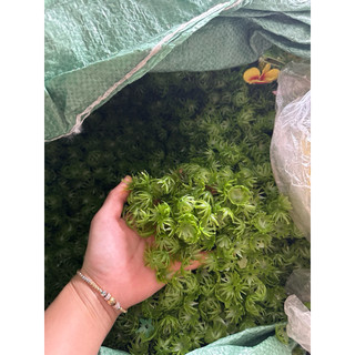 100g đài phụ kiện làm hoa HandMade