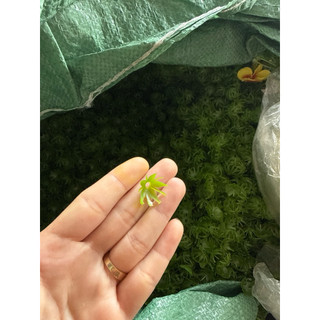 100g đài phụ kiện làm hoa HandMade