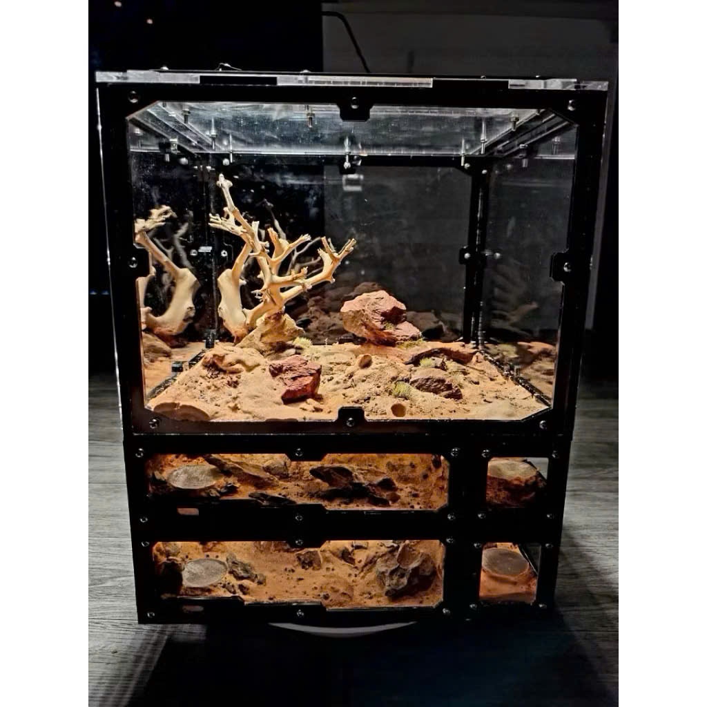 Mô Hình Kiến Camponotus Fedtschenkoi – Thợ Mộc Size Lớn, Màu Sắc Ấn Tượng 1Q+Eggs