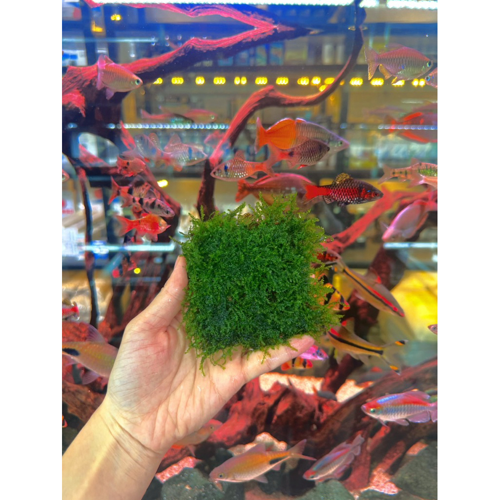 Cây thuỷ sinh rêu mini taiwan ( vỉ)
